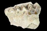 Oreodont (Merycoidodon) Jaw Section - South Dakota #136024-1